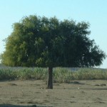 kamel.träd